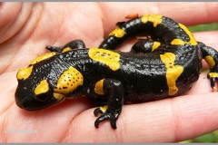 wycieczka do Wąwozu Lipa