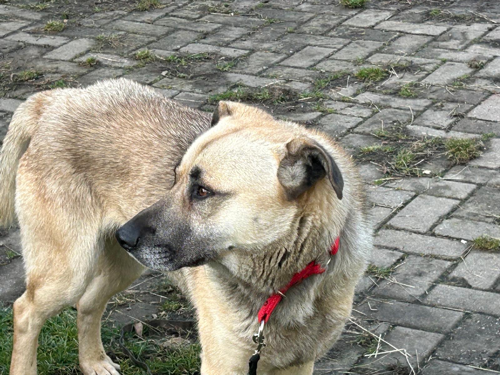 Szkoła Podstawowa         im. W.Puchalskiego w Proboszczowie