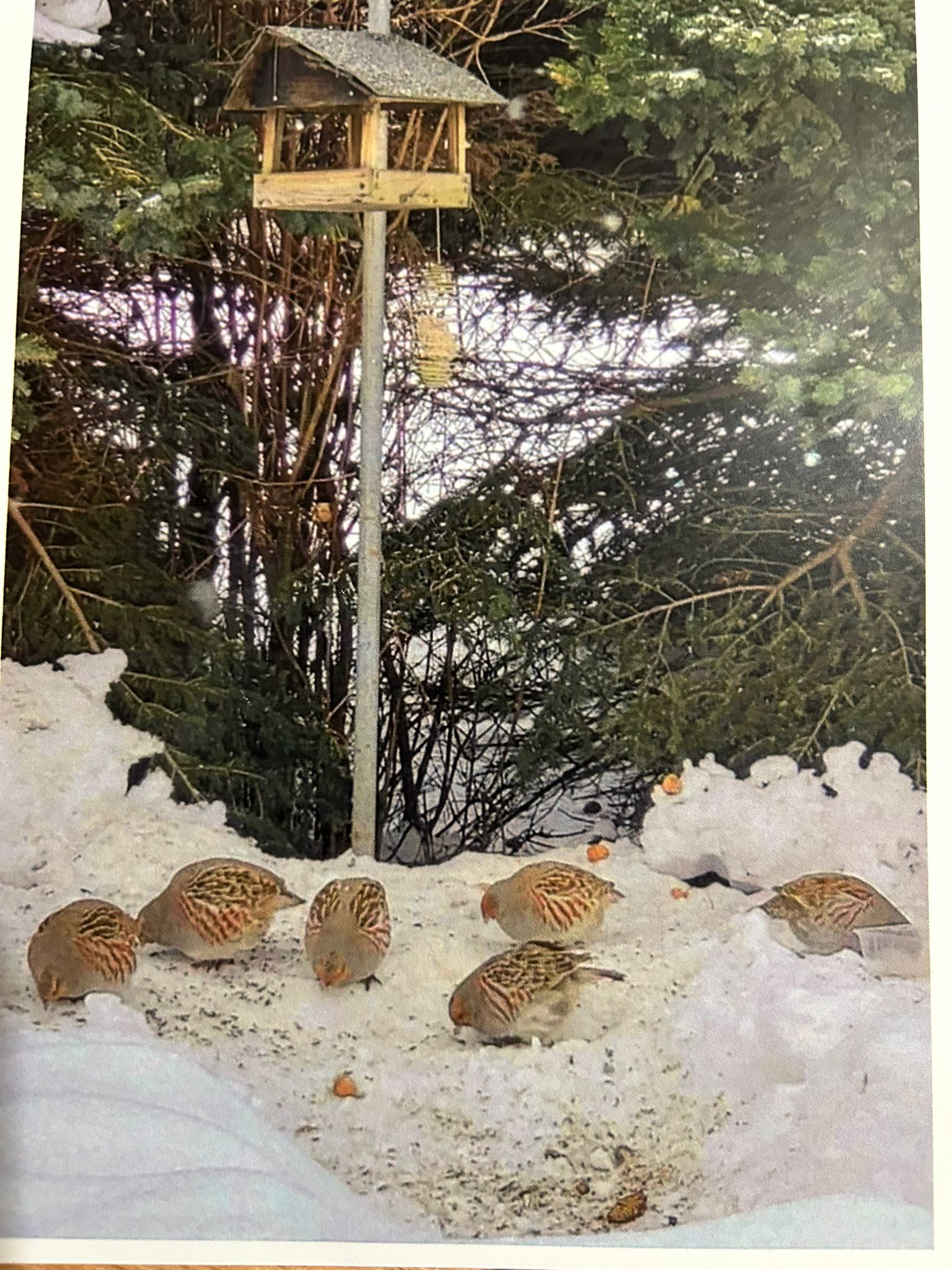 Szkoła Podstawowa         im. W.Puchalskiego w Proboszczowie