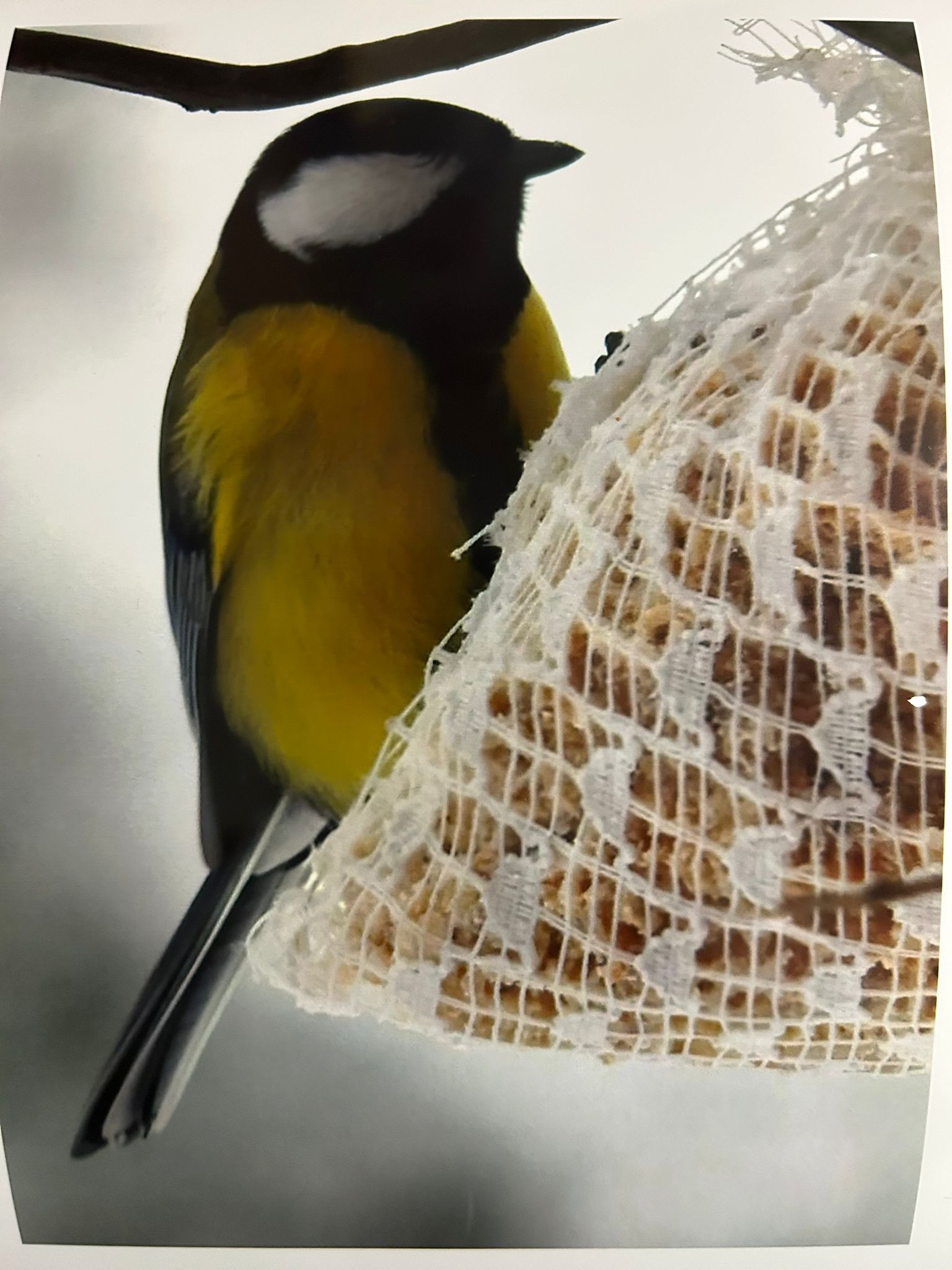 Szkoła Podstawowa         im. W.Puchalskiego w Proboszczowie